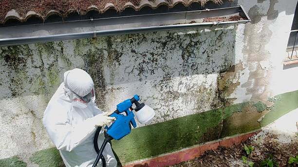 Trusted Commercial Mold Remediation service in Willow Grove, TX - Cheap Mold Removal